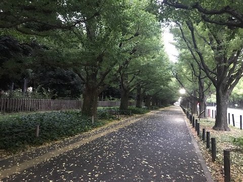 Ginkgo Avenue in Autumn